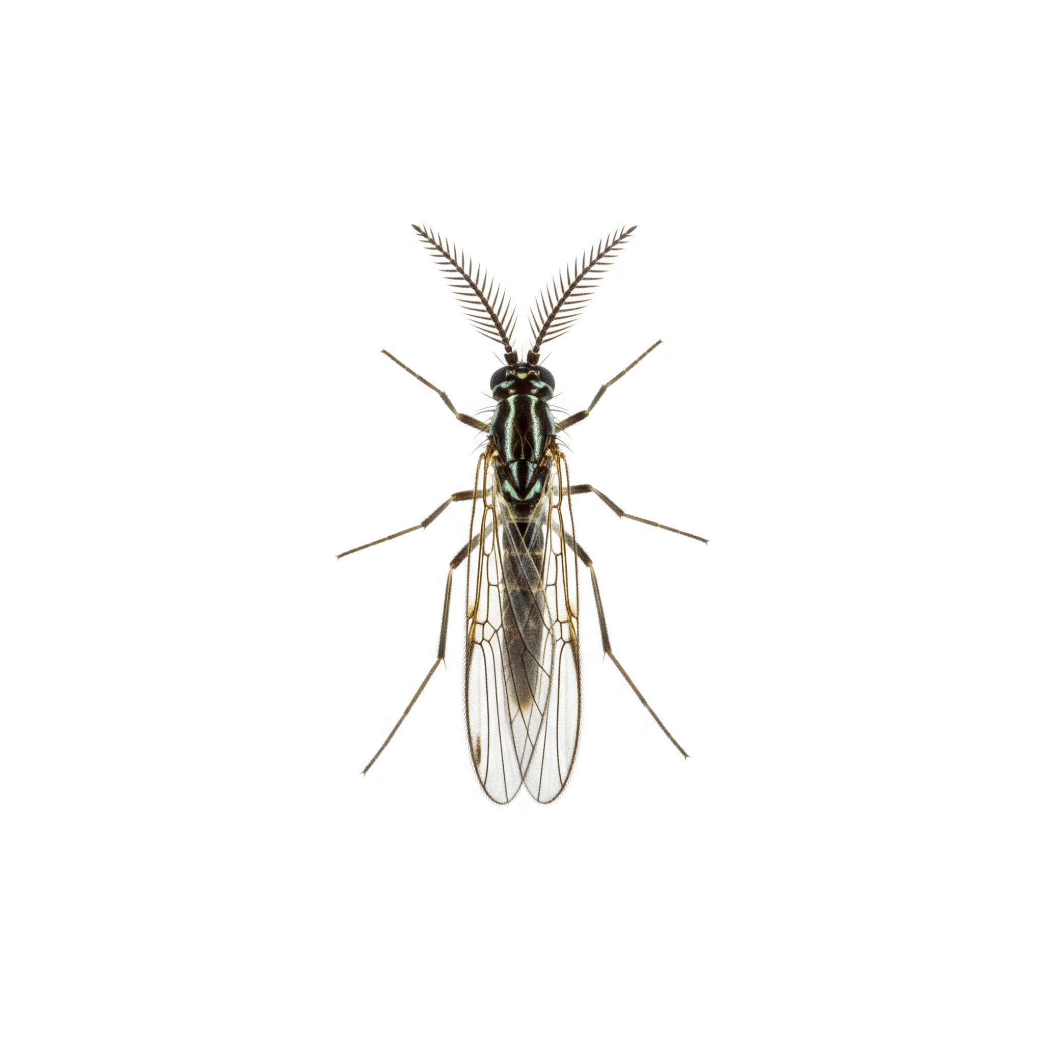 Chironomus plumosus Chironomus plumosus Poster