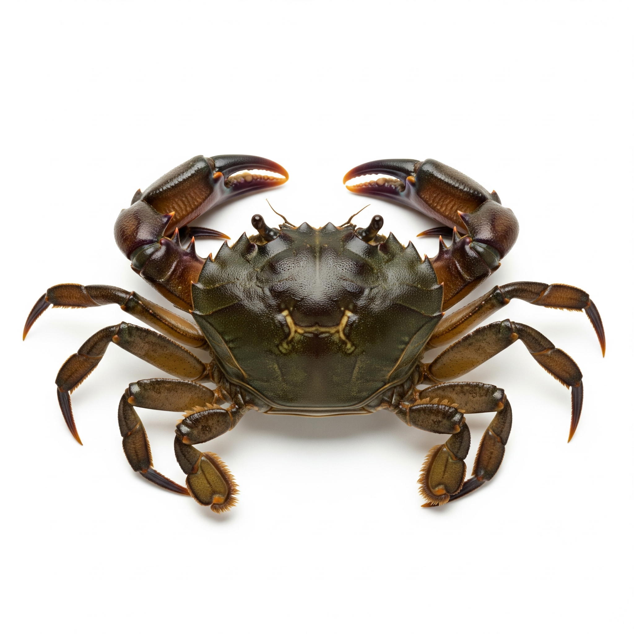 Mud Crab Mud Crab Poster