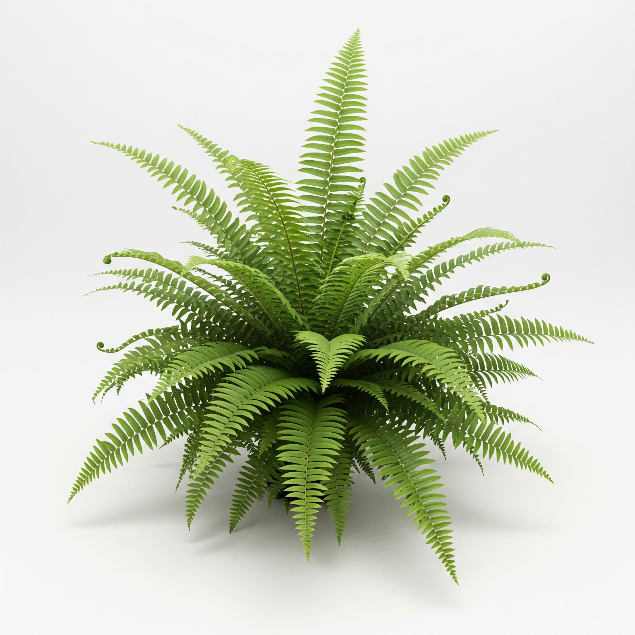 Boston Fern Boston Fern Poster