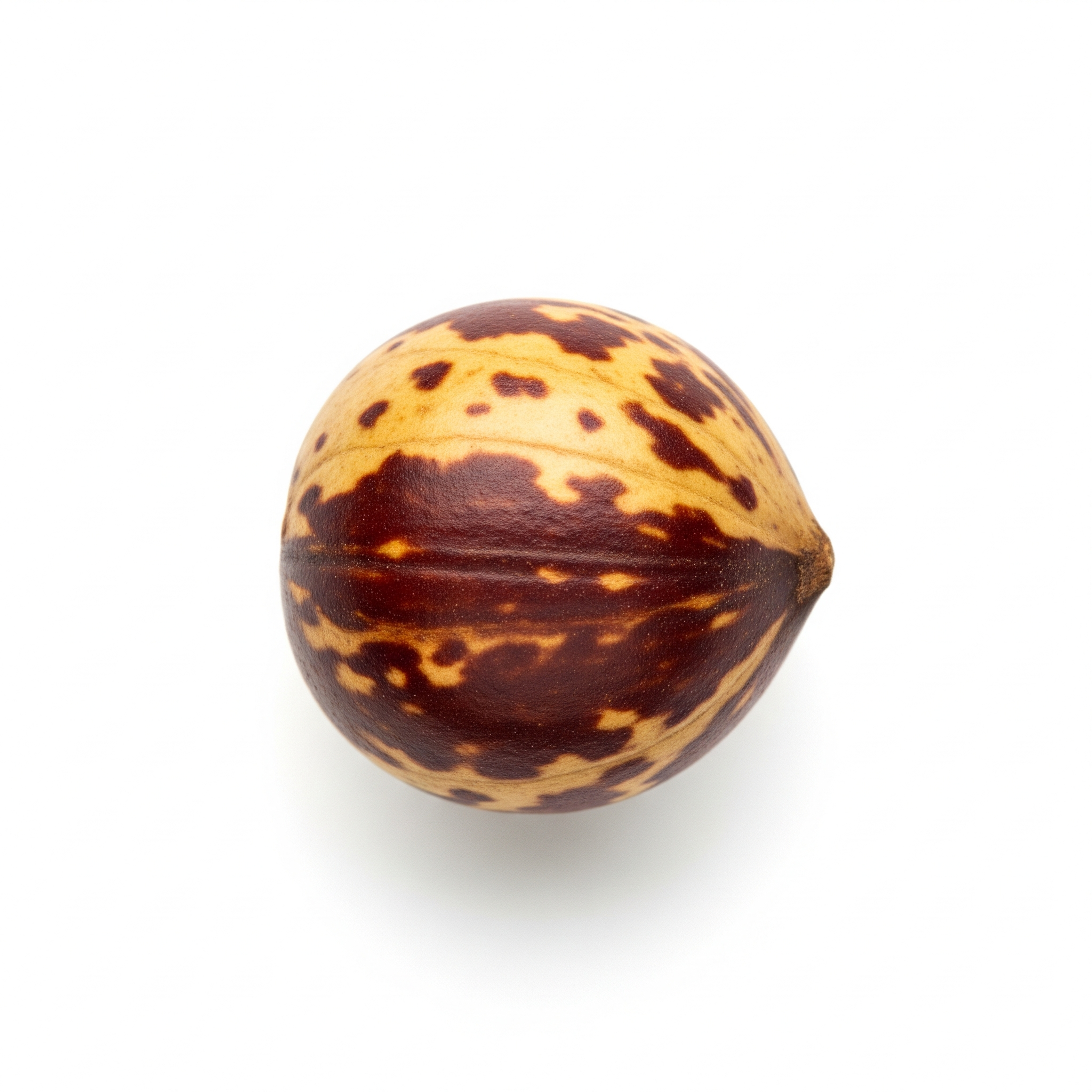 Okari nut Okari nut Poster