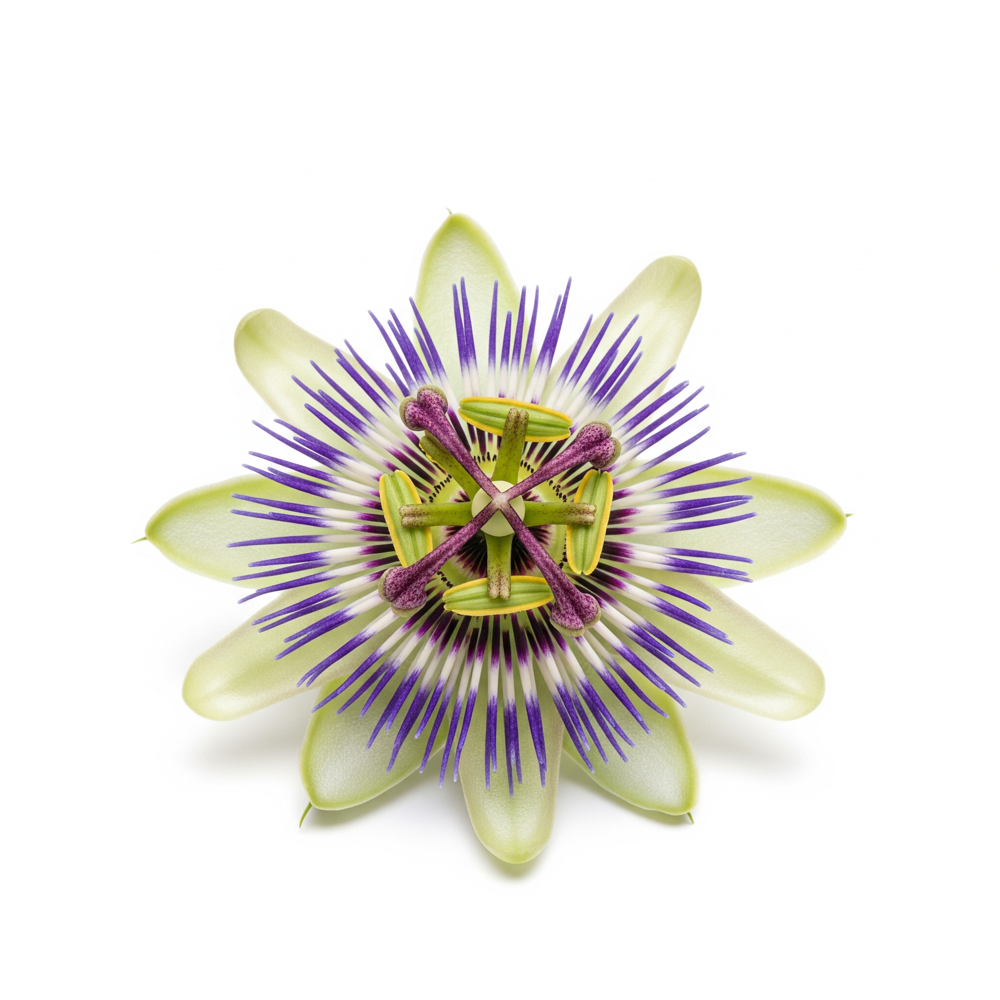 Passion Flower Passion Flower Poster