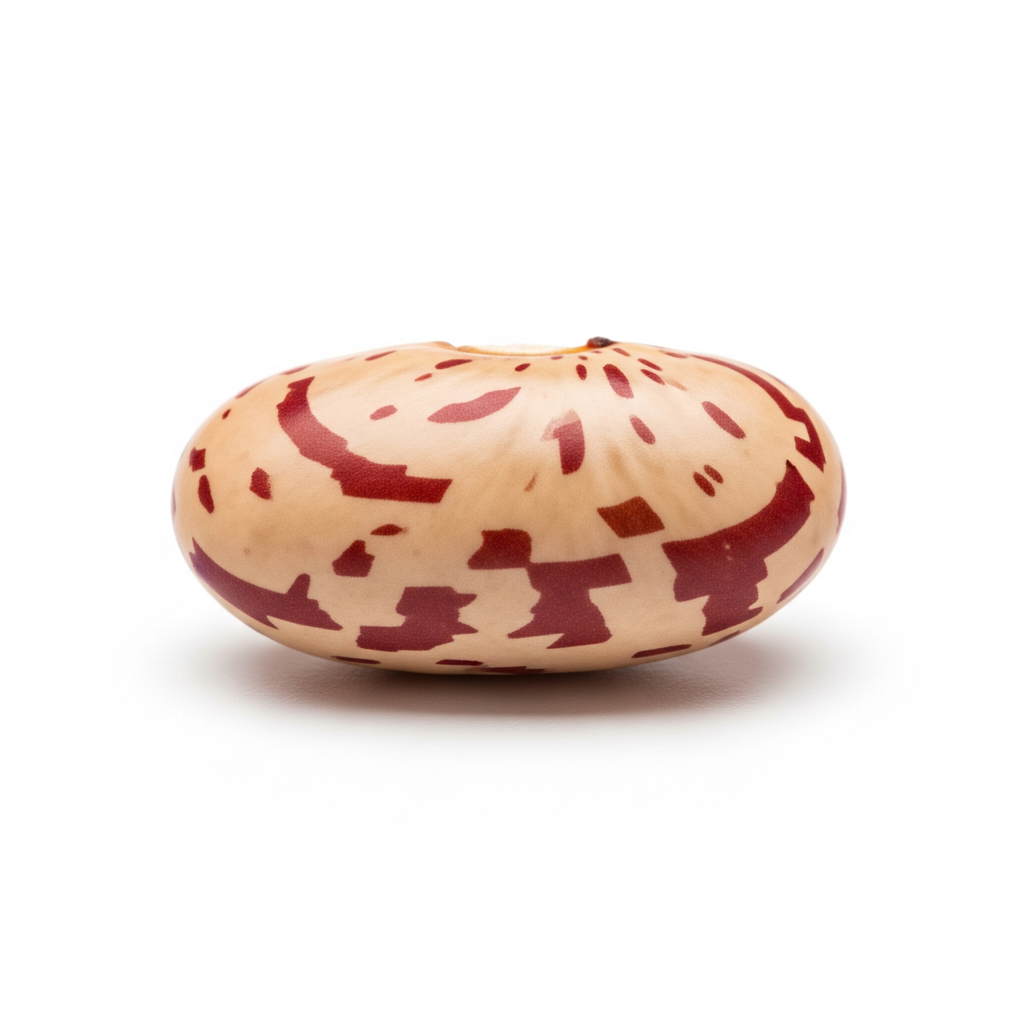 Pinto Bean Pinto Bean Poster