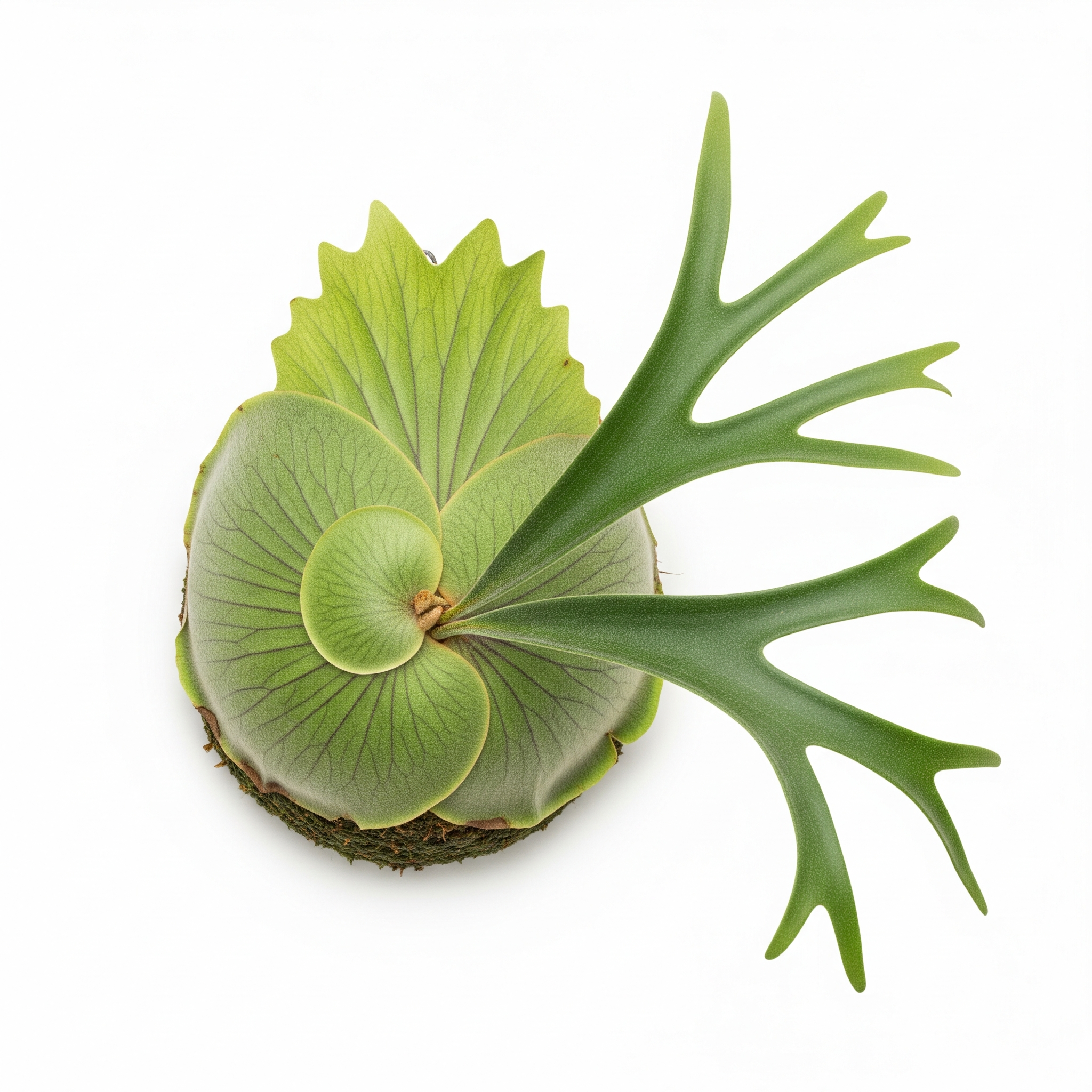 Staghorn Fern Staghorn Fern Poster