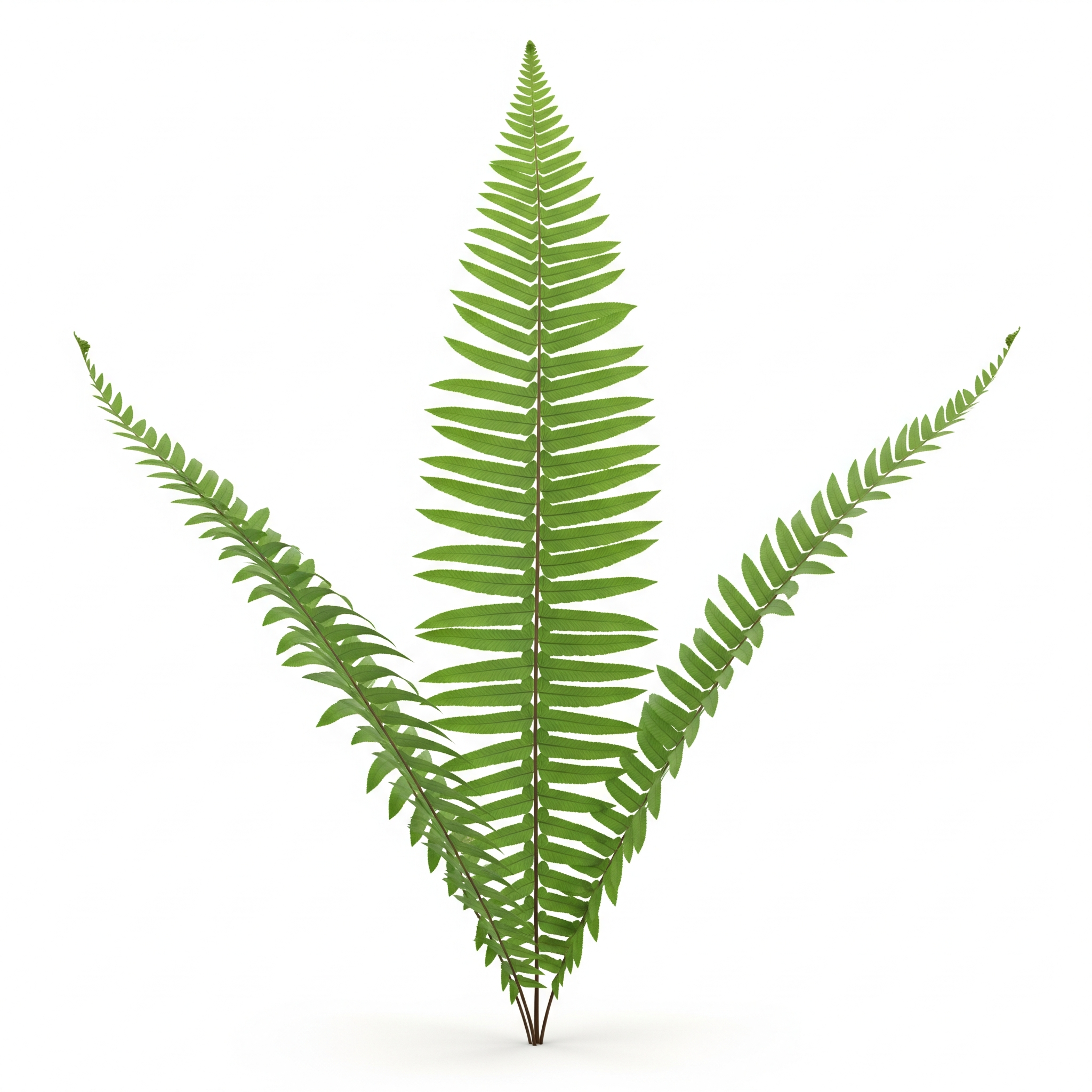 Western Sword Fern Western Sword Fern Poster