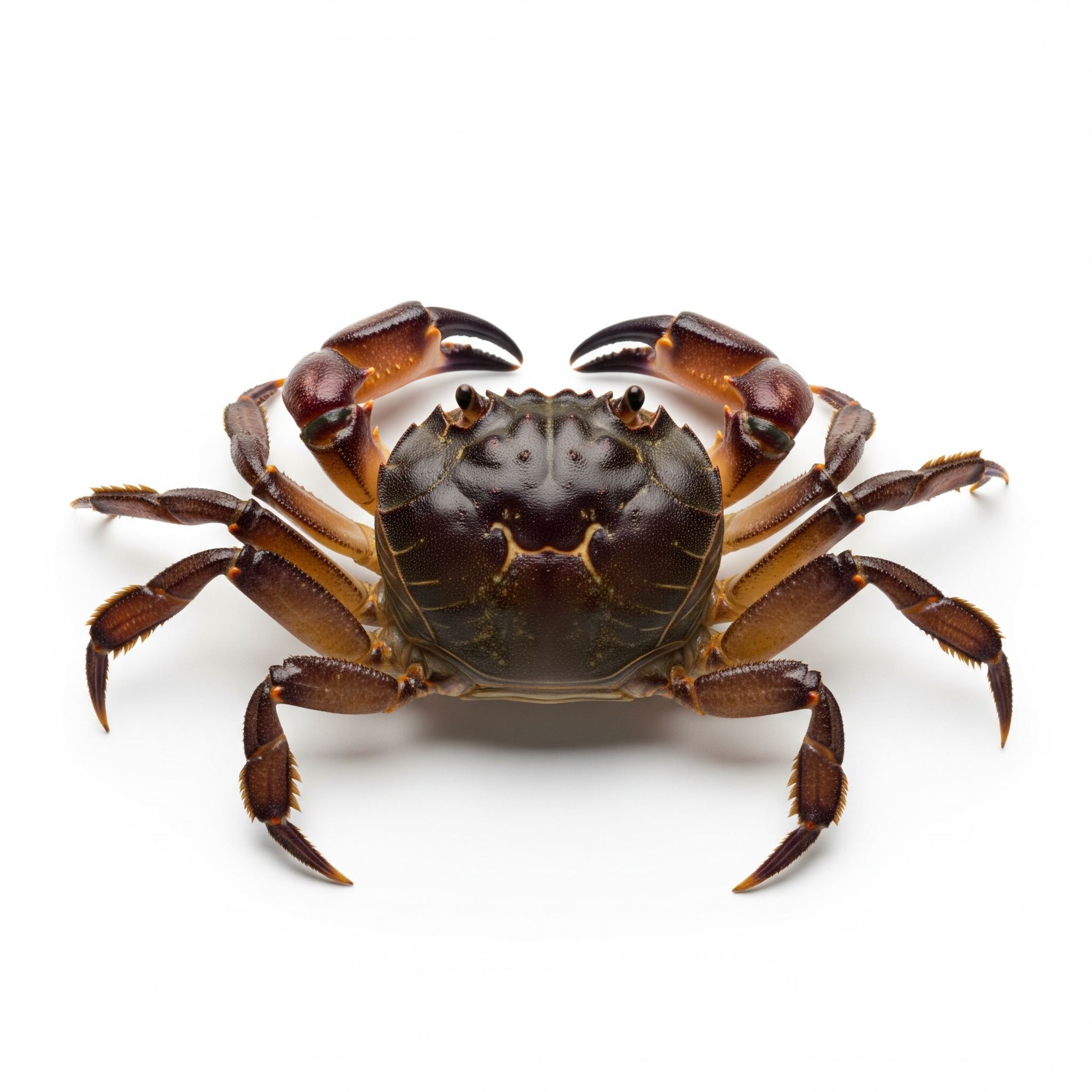 Potamon Crab Potamon Crab Poster
