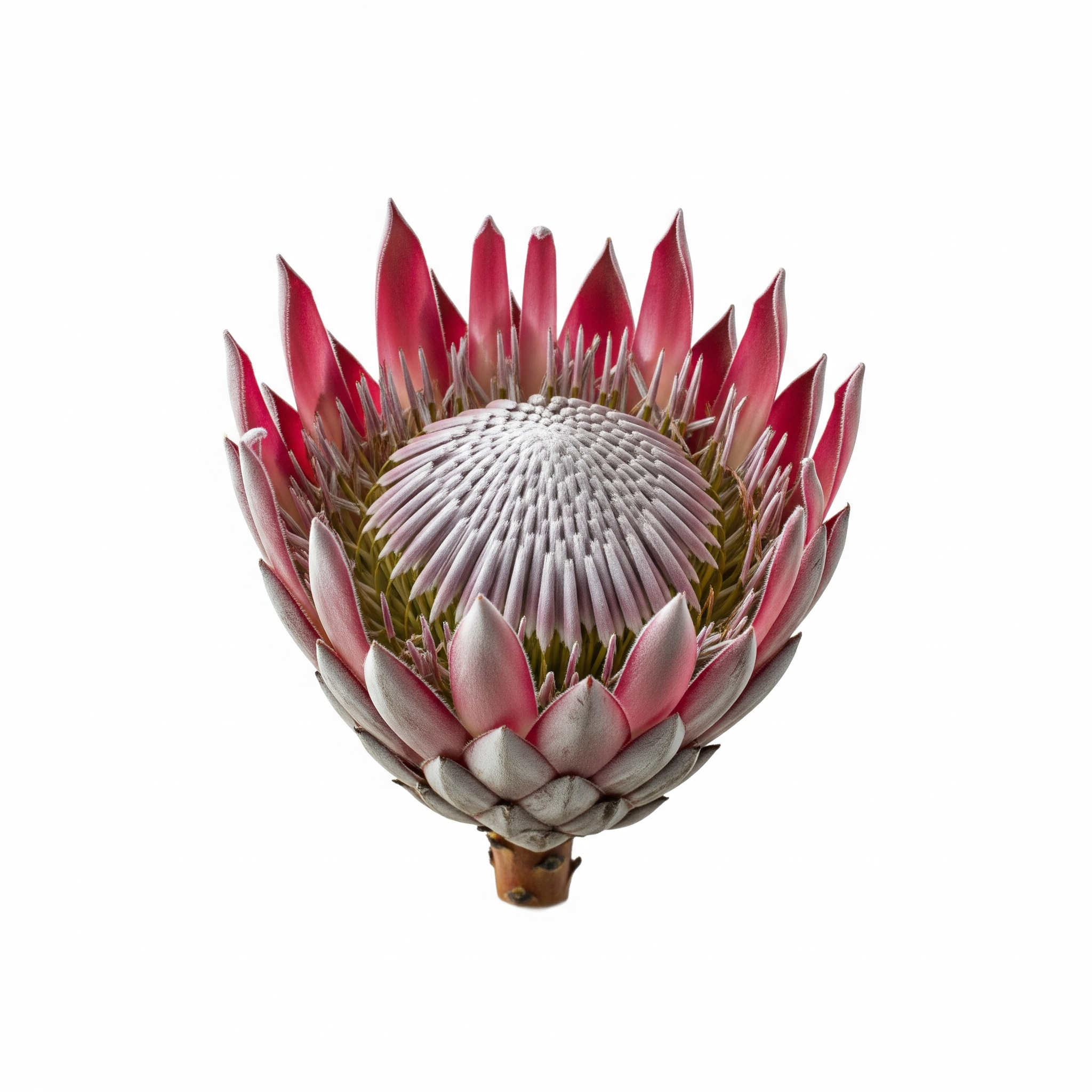 Protea Protea Poster