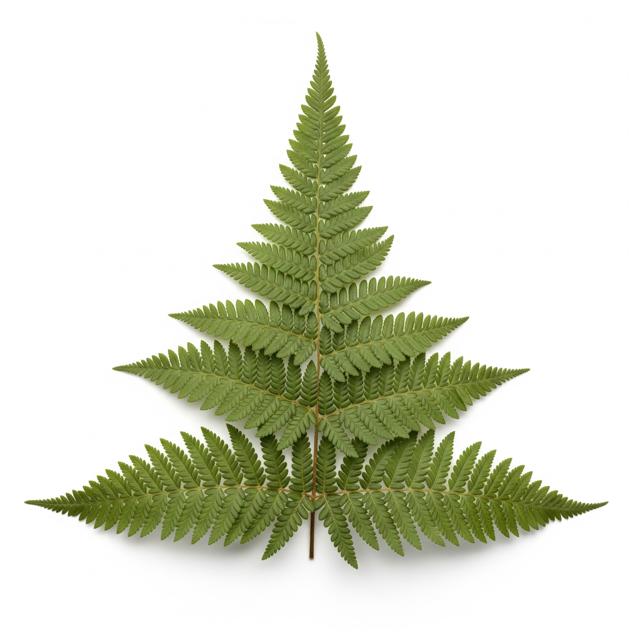 Bracken Bracken Poster