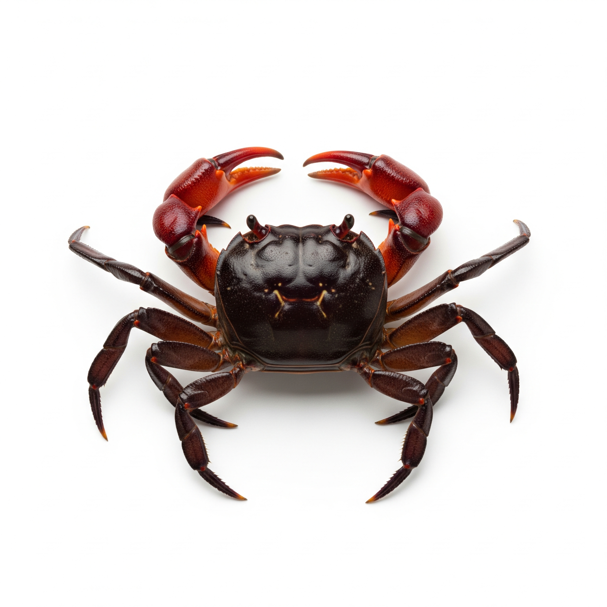 Red Claw Crab Red Claw Crab Poster