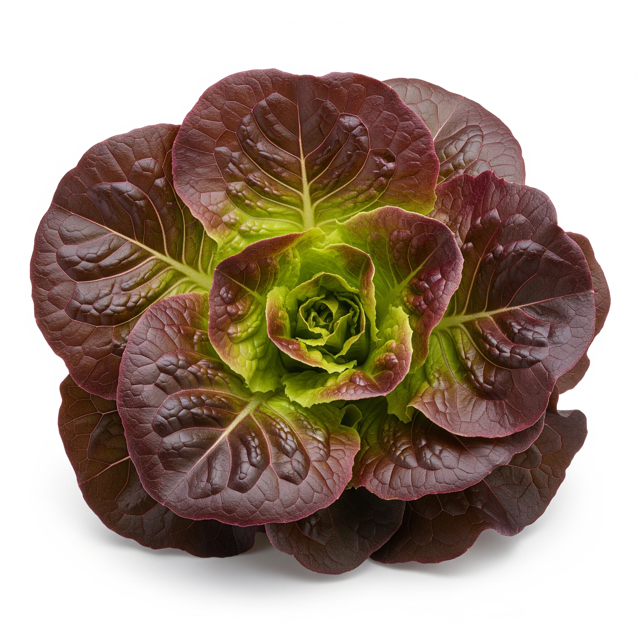 Red Leaf Lettuce Red Leaf Lettuce Poster