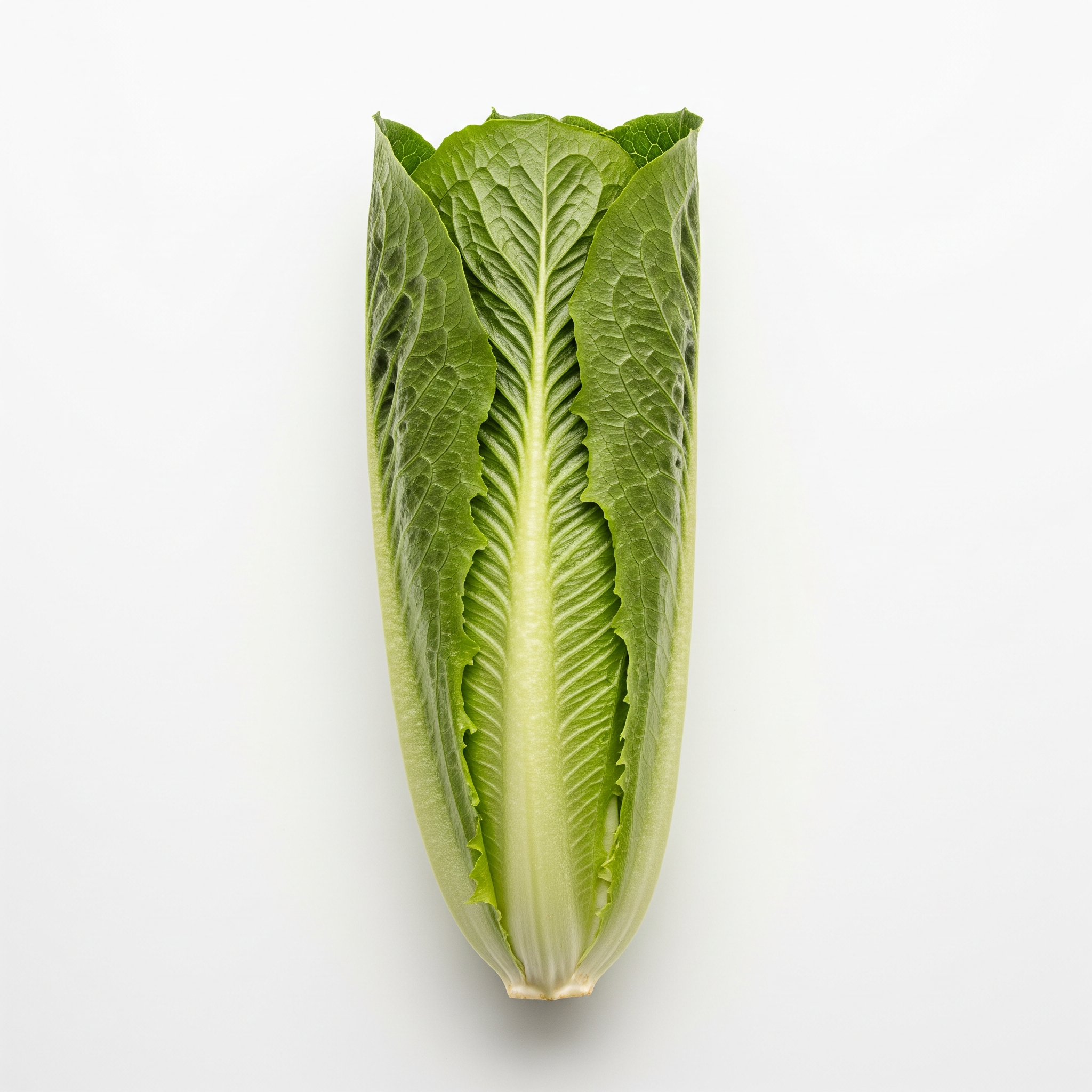 Romaine Lettuce Romaine Lettuce Poster