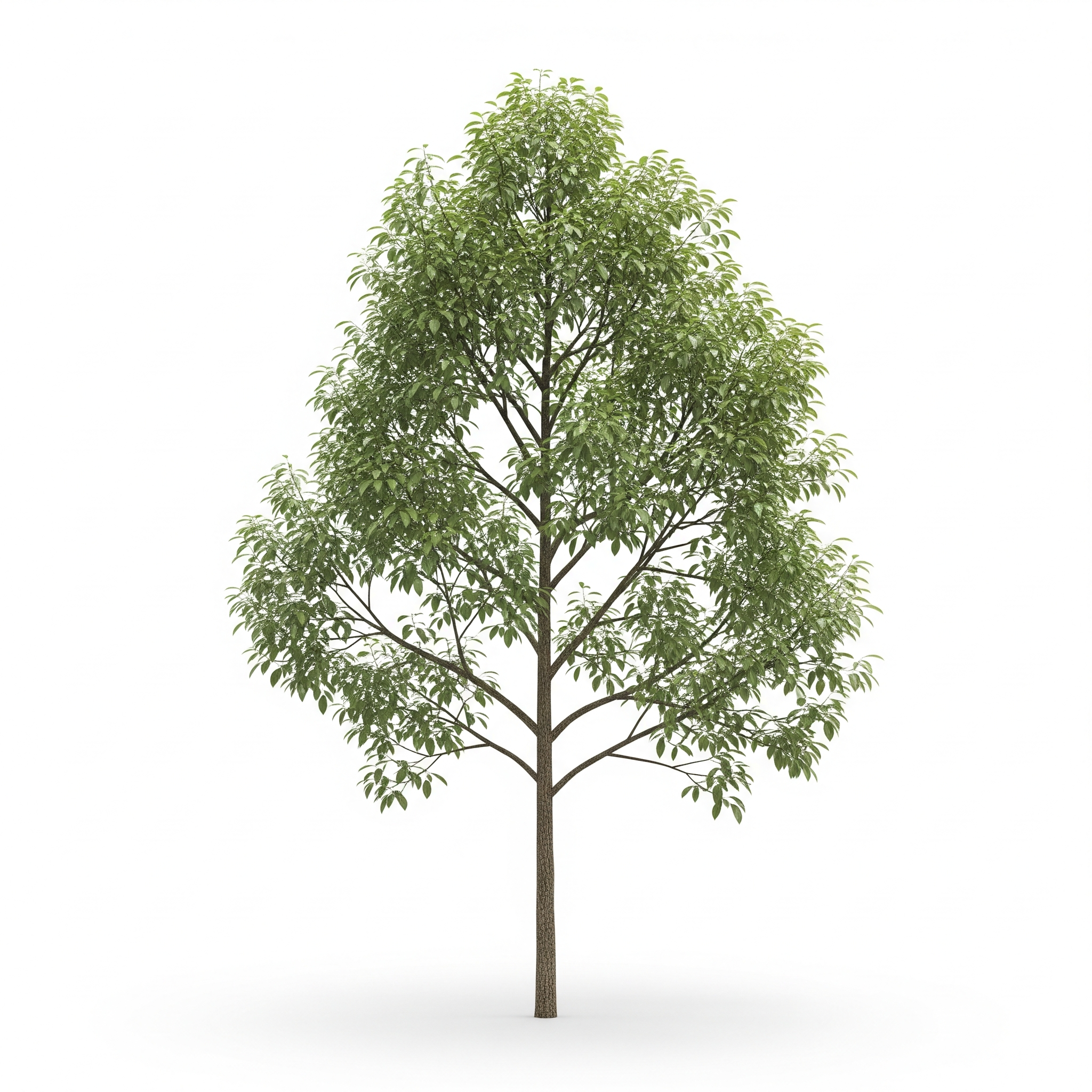 Sandalwood Sandalwood Poster