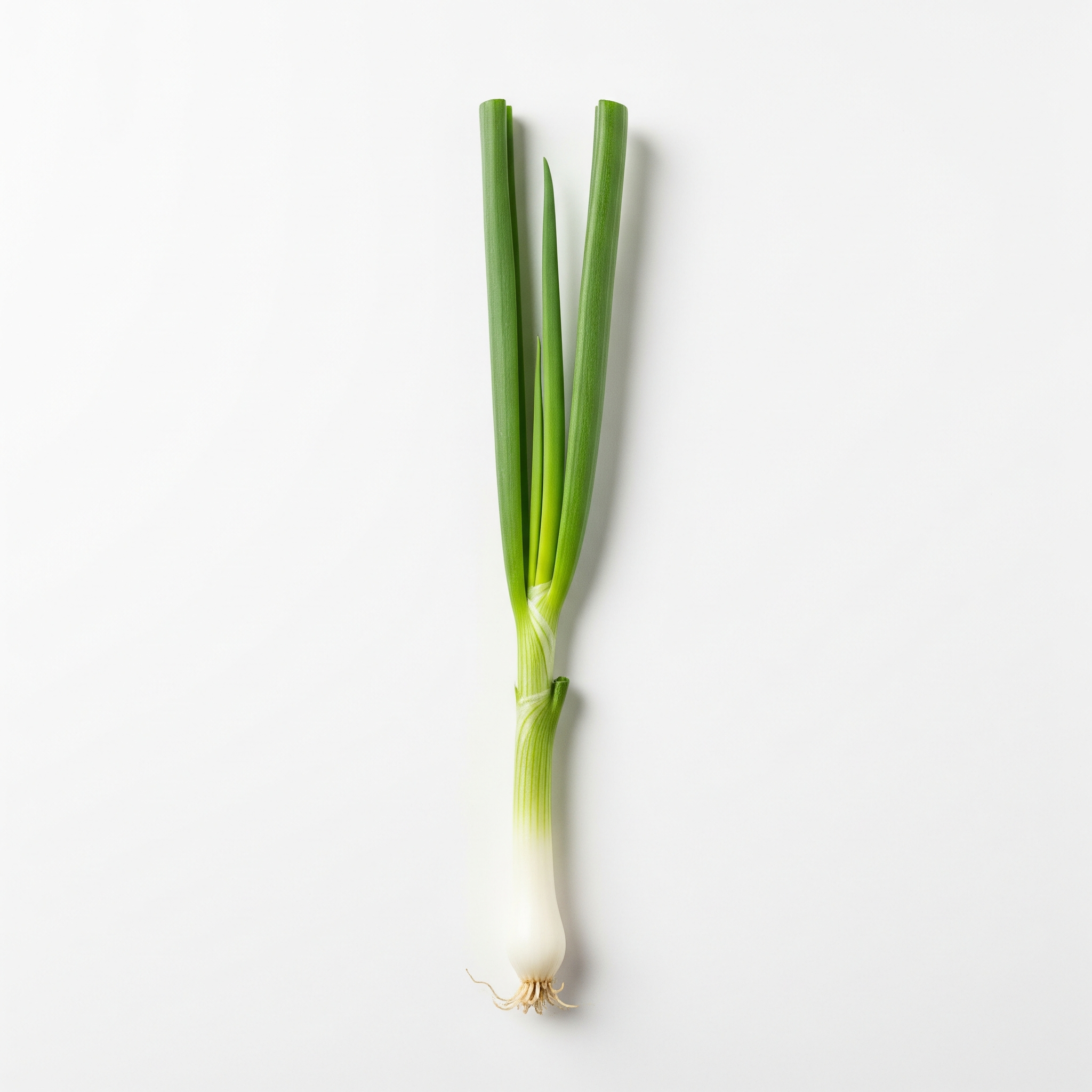 Scallion Scallion Poster