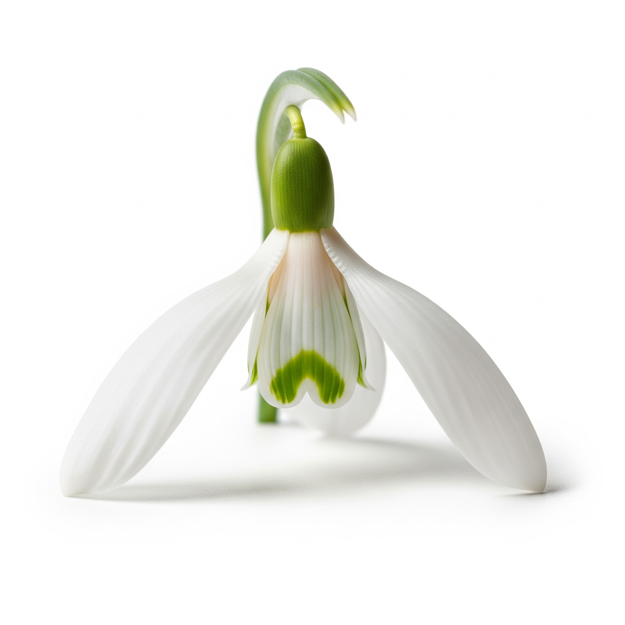 Snowdrop Snowdrop Poster