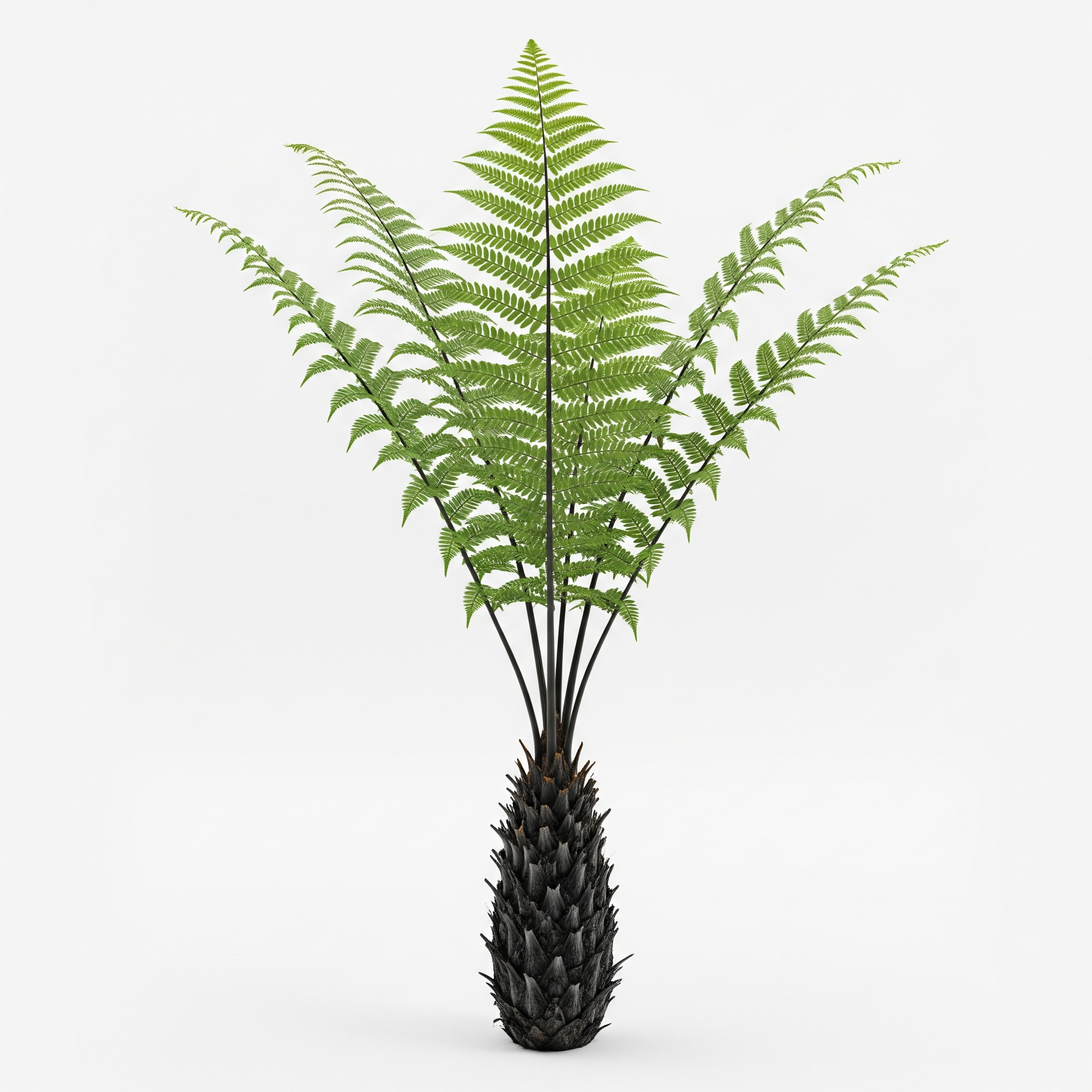 Australian Tree Fern Australian Tree Fern Poster
