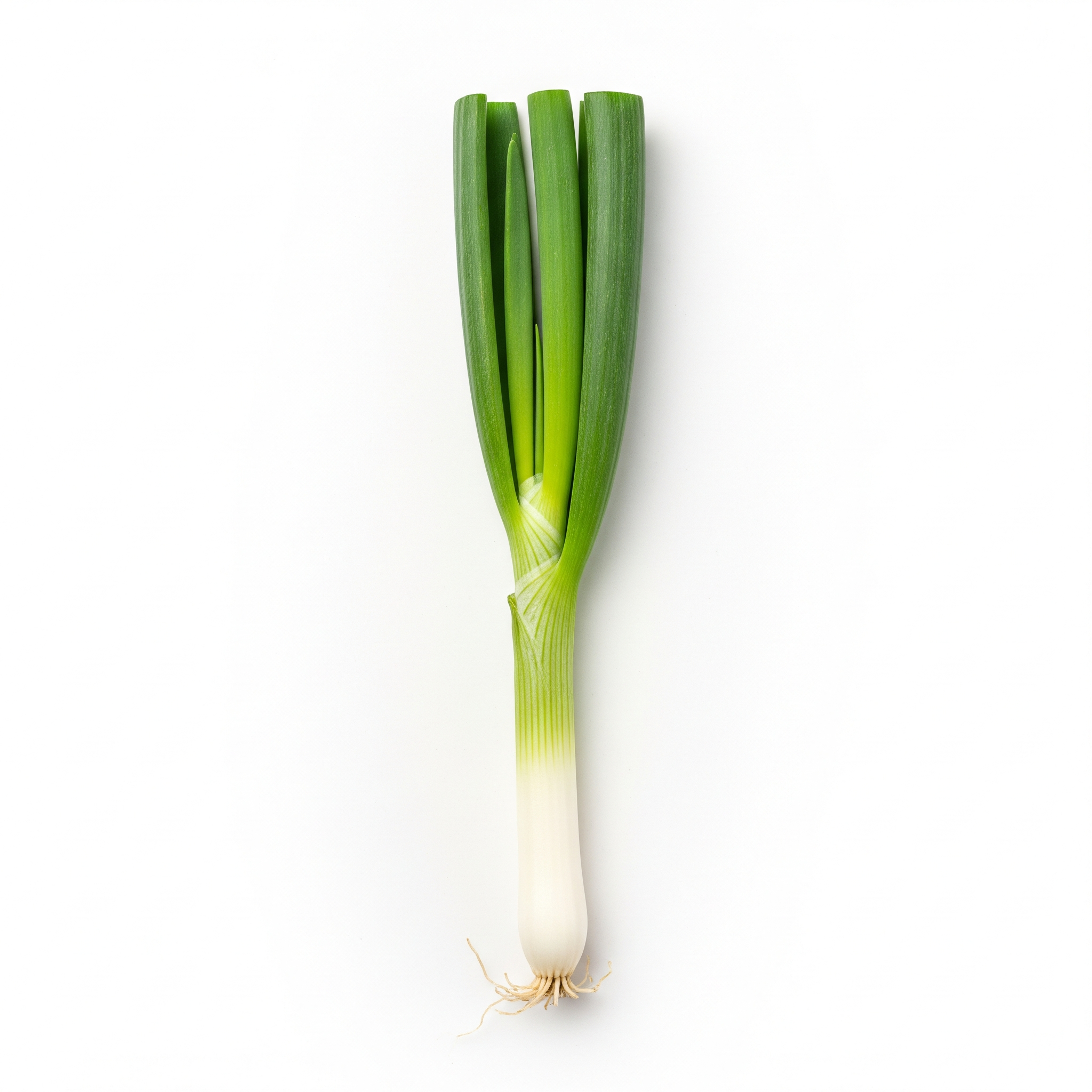 Spring onion Spring onion Poster