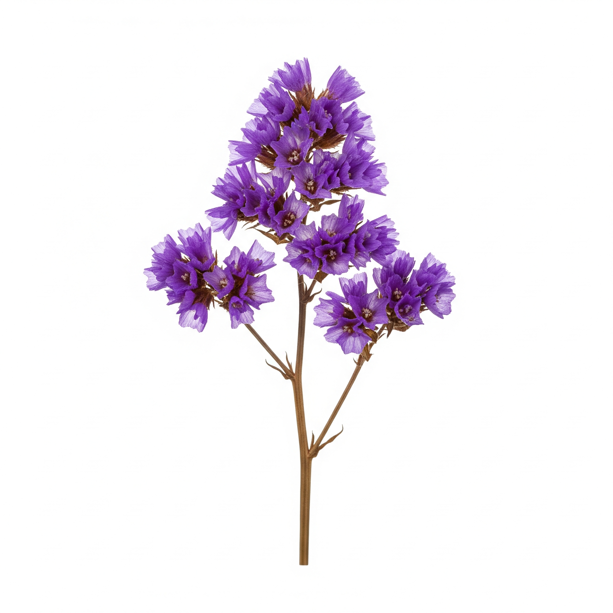 Statice Statice Poster