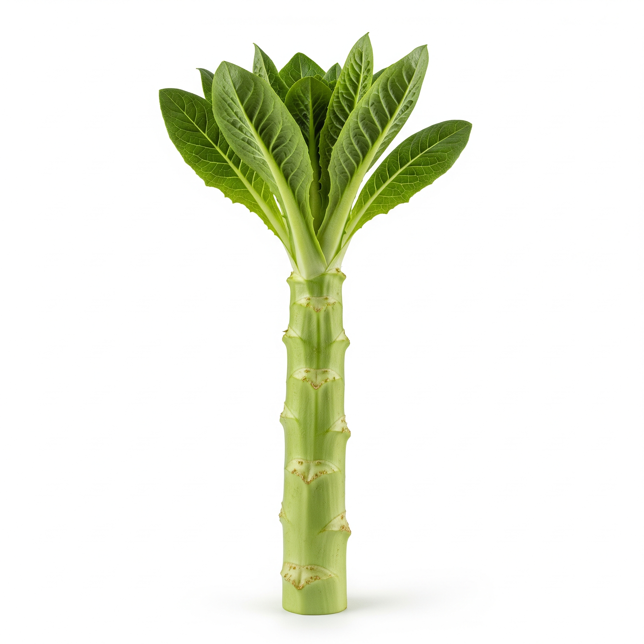 Stem Lettuce Stem Lettuce Poster
