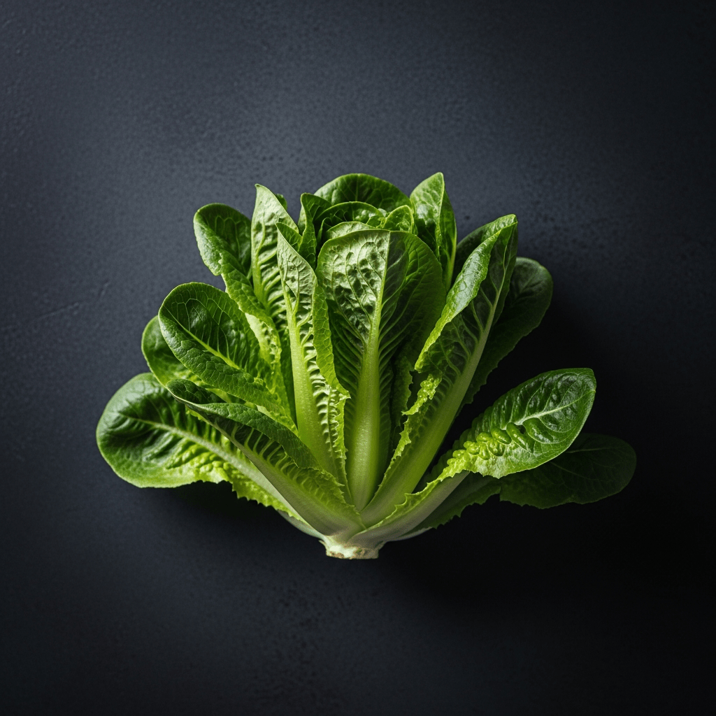 Bibb lettuce