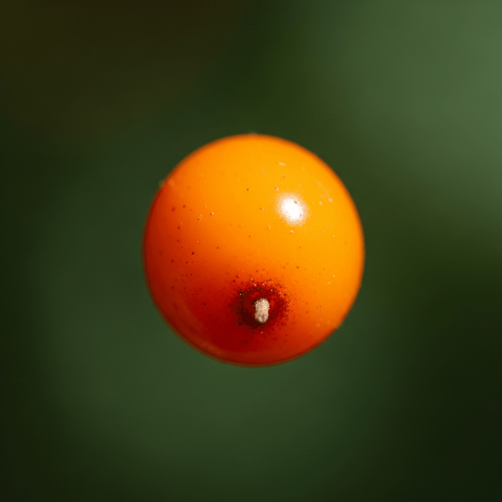 Sea buckthorn berry