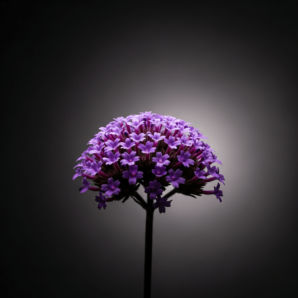 Verbena