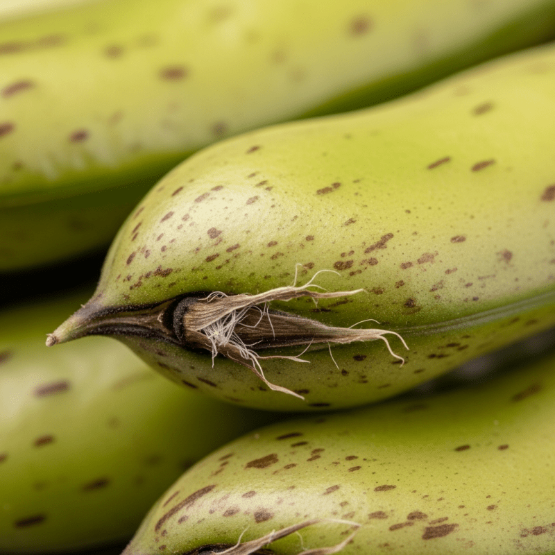 Broad bean Broad bean Shirt