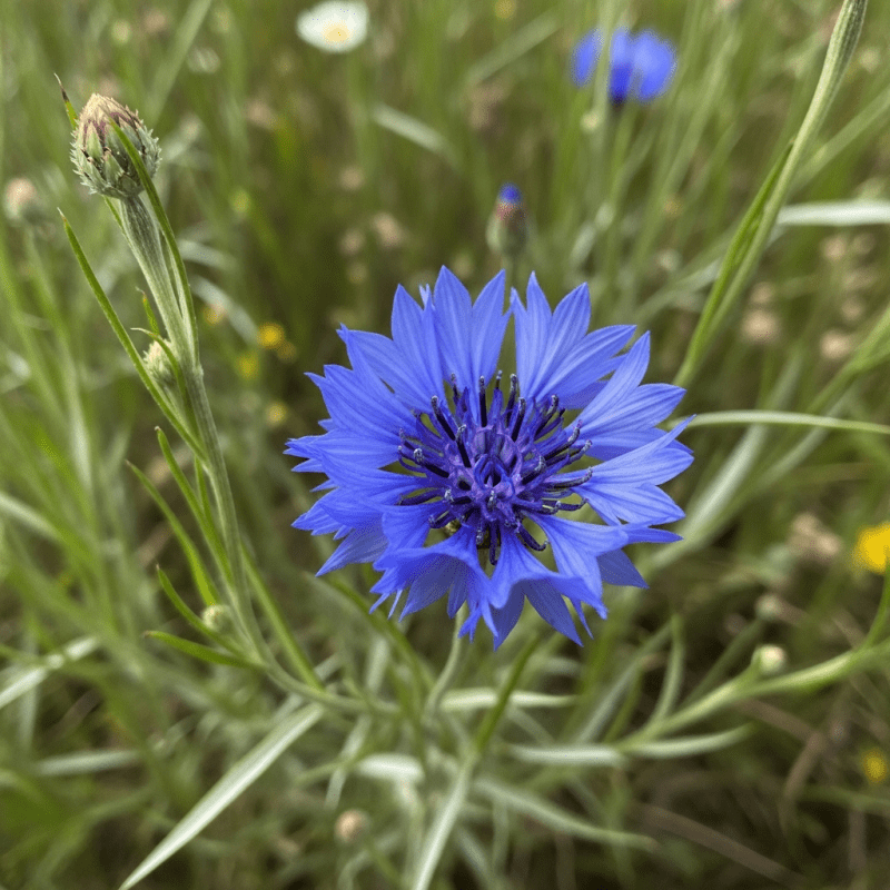 Cornflower Cornflower Shirt