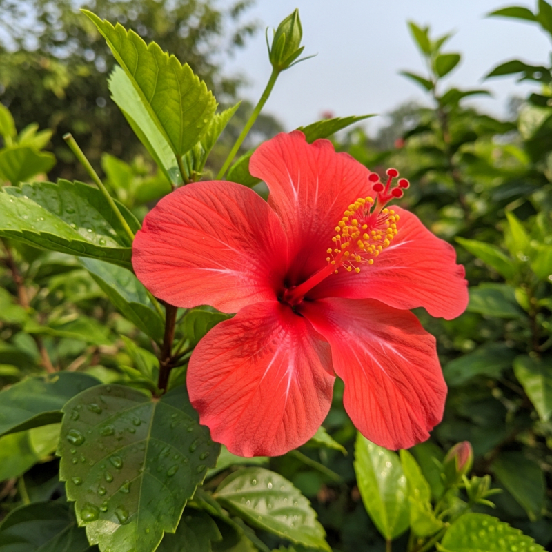 Hibiscus Hibiscus Shirt