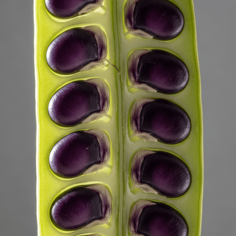 Lablab bean Lablab bean Shirt