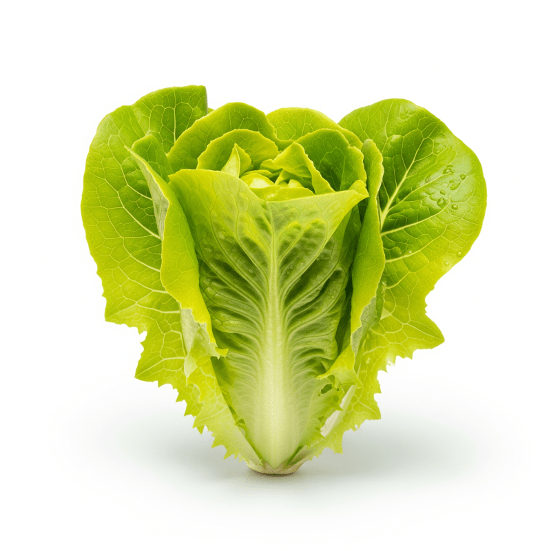Lettuce