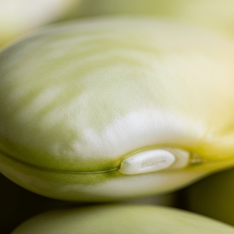 Lima Bean Lima Bean Shirt