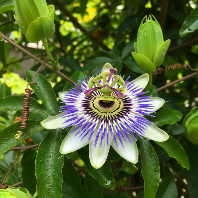 Passion Flower Passion Flower Shirt