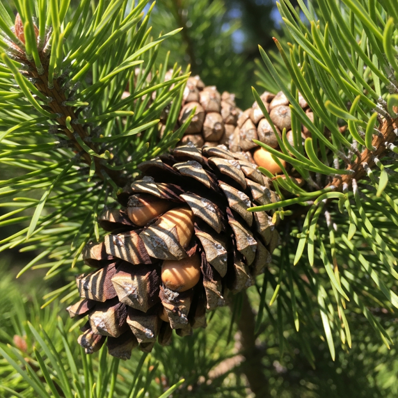 Pine nut Pine nut Shirt