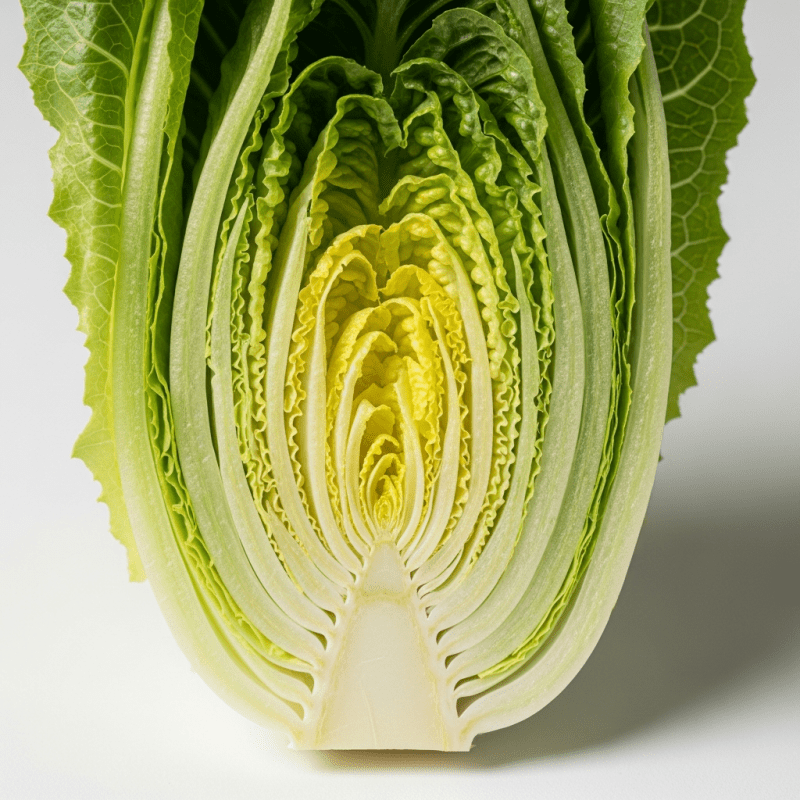 Romaine Lettuce Romaine Lettuce Shirt