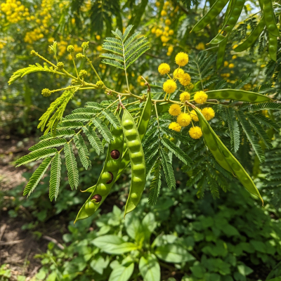 Photograph of the Acacia (legumes) growing naturally on its plant in an outdoor agricultural or garden setting, showing leaves, pods, and surrounding soil or greenery
