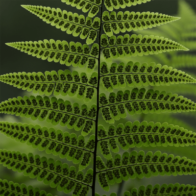 Photograph of a mature Adiantum raddianum, with visible sporangia or sori on the underside of its fronds, highlighting its reproductive structures