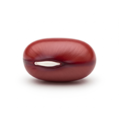 High resolution studio photograph of a single Adzuki Bean