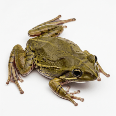 High quality, studio-style photograph of a single African Clawed Frog