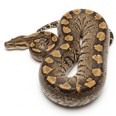 High quality studio photograph of a African Rock Python, belonging to the taxonomy reptiles