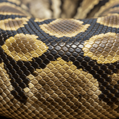A close-up macro photograph of the skin or scales of a African Rock Python