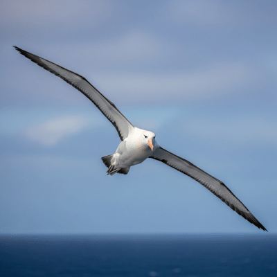 Action shot of a Albatross (birds) in flight
