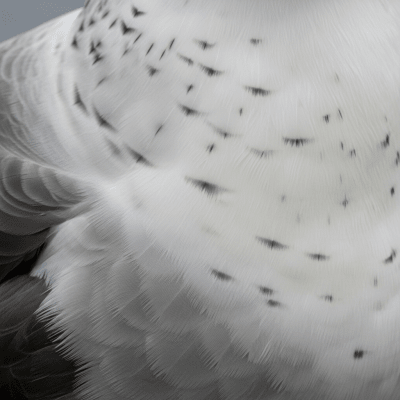 Close-up macro photograph of the feathers or distinctive markings of a Albatross