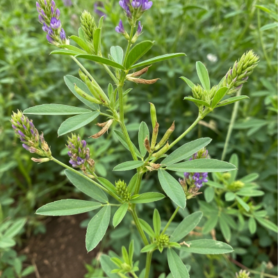 Photograph of the Alfalfa (legumes) growing naturally on its plant in an outdoor agricultural or garden setting, showing leaves, pods, and surrounding soil or greenery