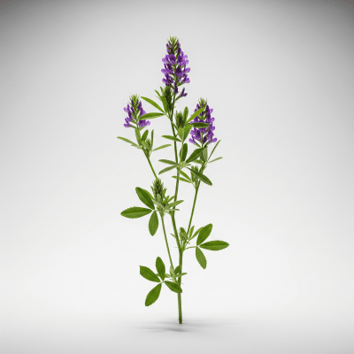 High resolution studio photograph of a single Alfalfa