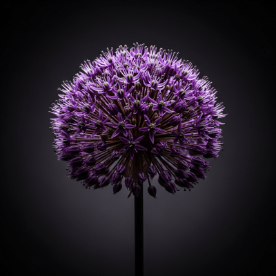 Editorial-style hero shot of a Allium from the taxonomy flowers.