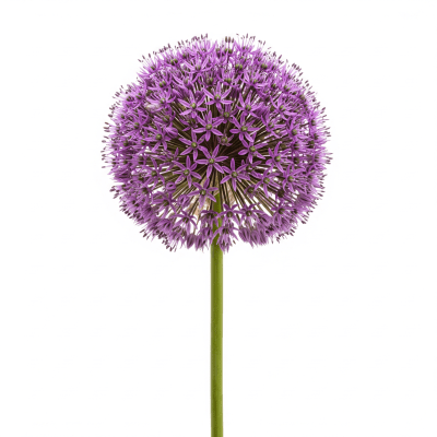 High quality studio photograph of a single Allium