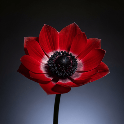 Editorial-style hero shot of a Anemone from the taxonomy flowers.