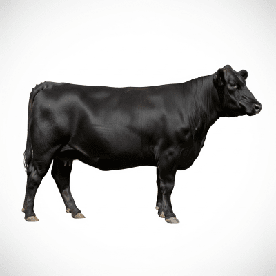 High quality studio photograph of a Angus (Aberdeen Angus)