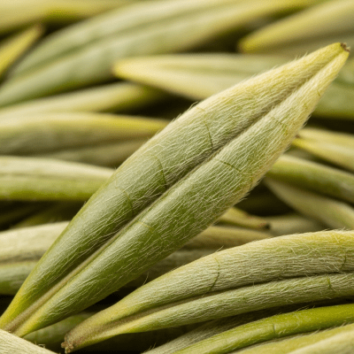 Macro photograph focusing on the texture and details of Anji Bai Cha leaves, within the taxonomy teas