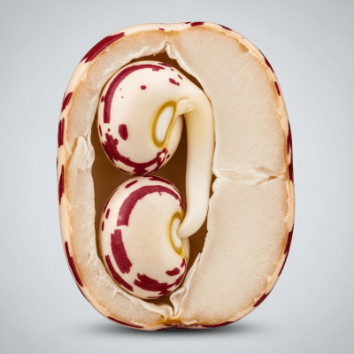 A cross-sectional view of a single Appaloosa Bean (beans), sliced cleanly to reveal its internal structure and composition