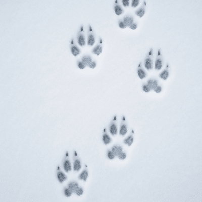 Image depicting tracks or footprints left by a Arctic Fox, belonging to the taxonomy canines